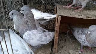 Pakistani Laal Siray pigeons (rare aur nayab kasni Amber Siray) click on subscribe button03352744223