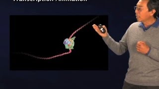 Initiation of Transcription - Robert Tjian (Berkeley/HHMI)