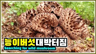 9월 17일 능이버섯 시작됐어요 많이 올라옵니다 | 버섯산행 | Searching for wild mushroom