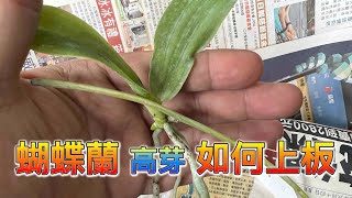 （2022基本篇 蘭花種高芽）蝴蝶蘭高芽如何種呢？ 以路德高芽為例 /蘭花 「原來是這樣子」