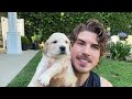 Revealing the Genders of My RESCUE Golden Retriever Puppies!