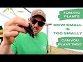 PLANTING TOMATOES: BIG PLANT or LITTLE PLANT?