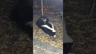 New Skunk Beginning To Relax #shorts #skunks #wildlife