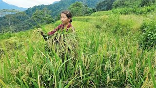 女人在大山里面种植的水稻终于迎来丰收了