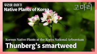 고마리 [98. Thunberg’s smartweed]  Native Plants of Korea