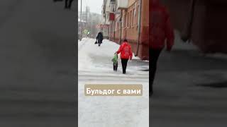 Большой бульдог сегодня днём 🐶 #бульдог #собака #прогулка