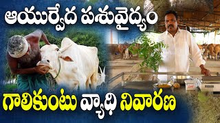 జీవాలలో గాలికుంటు వ్యాధికి ఆయుర్వేద చికిత్స || Foot \u0026 Mouth Disease - Ayutvedic Treatment || Mahipal