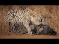 Battle between Leopard & Wildebeest mother over Calf