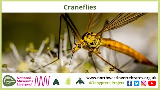 Craneflies