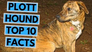 Plott Hound - TOP 10 Interesting Facts