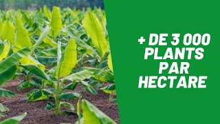 De 0-100 hectares de banane plantain en 05 ans !
