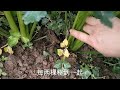 芹菜移栽好还是直播的好？分享几个关于芹菜种植的小技巧