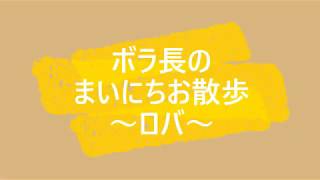 一緒にとべZOO「ボラ長のまいにちお散歩～ロバ～」