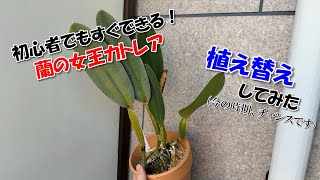 【洋ラン】「植え替え」失敗しないためには？どう管理するの？これを見ればまるっと分かる！洋ラン カトレアの植え替え（鉢増し）実践編