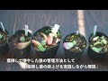 【多肉植物】初心者でもできる！多肉植物の葉挿し苗を植え替えを解説します！