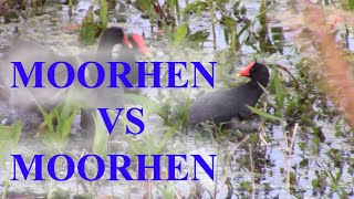 Moorhen VS Moorhen