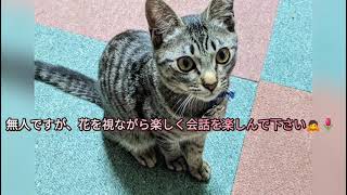 申し訳御座いませんが無人ですので🌷チューリップの花を愛で乍らの会話をお楽しみください🙏💕Welcome to the unmanned premiere🌷