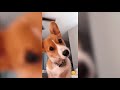 Funny and Cute corgi puppies videos compilation 2021❤ Cutest corgis Ever!