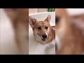 Funny and Cute corgi puppies videos compilation 2021❤ Cutest corgis Ever!