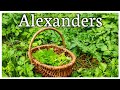 Alexanders identification (Smyrnium olusatrum)