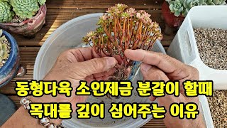 동형다육 소인제금 분갈이 할때 목대를 깊이 심어주는 이유多肉植物.succulent plant다육식물