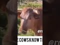 even the cows 🐄  know where rwakitura is #uganda #viral #comedy #tiktokviral