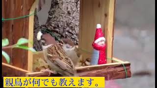 親鳥が何でも教えます✨\