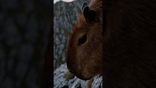 Capybaras in the Clouds: A Peaceful Alpine Adventure #capybara