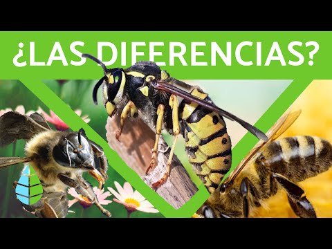 ¿Cómo AHUYENTAR AVISPAS Y ABEJAS? - Remedios Caseros NO DAÑINOS