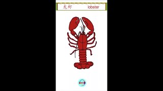 #Shorts| 中英文学习 - 海洋动物 - 龙虾 | Learning English and Chinese - Sea animal -Lobster