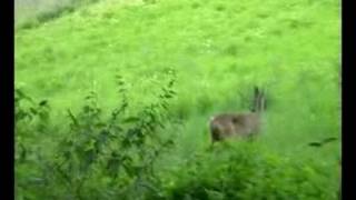 Srnčia ruja - privábený srnec | attracted roe deer | przyciągnął sarny | angezogene Rehe