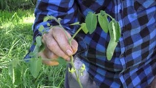 Feral tomato. Stem, roots, leaves, flowers, nightshade toxins, humans