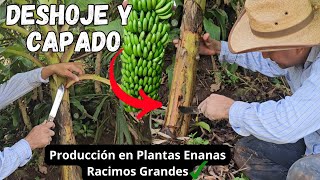 CAPADO y DESHOJE de Plantas de PLÁTANO o BANANO🍌🌿 ¡Plantas enanas con RACIMOS MÁS GRANDES!