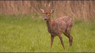 Roe Deer (Capreolus capreolus ♂) Buck