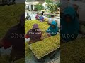 petani tembakau semangat