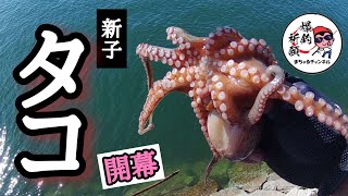 #タコ釣り  新子タコもこの釣り方です。キロアップも‼【 新子タコ開幕‼】