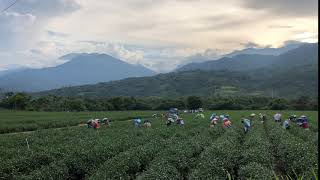 Tea harvest, Taidong county, Taiwan