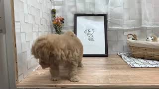 ペットショップ犬の家倉敷中庄店「ハーフ犬(マルチーズ×)」「生体番号」