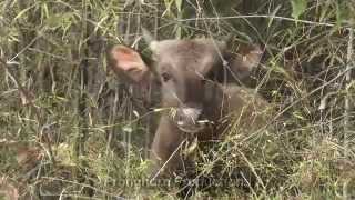 Bandhavgarh National Park Footage Including Tigers and other Wildlife