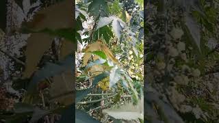 Vanna 🎄 Tree/ArondoTree#shorts @Gardening and Bonsai #like #share #subscribe