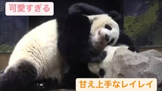 シンシンに甘えるレイちゃんとシャオくんが可愛すぎる　2023.02.03\u00264 Cute panda twins