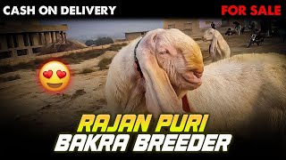 Rajan Puri Bakra Breeder For Sale||Cargo All Over Pakistan||Contact 0331 4957619