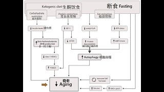 限制饮食与周期性生酮对延寿的影响