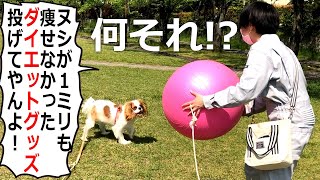 ボール大好きキャバリア犬に特大サイズを投げた結果…！