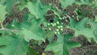 I am preparing some susumba otherwise called Gully Bean