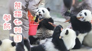 《熊貓主題趴》熊貓幼稚園開飯了，但是隊伍永遠湊不齊 | iPanda熊貓頻道