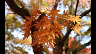 【桜山公園】見頃前の冬桜と紅葉