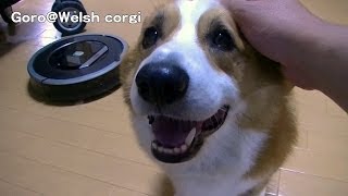 Goro Vs Roomba. first contact / ルンバを初めて見たゴローさん  20140516 welsh corgi dog bark 吼えるコーギー 870