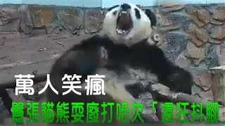 成都熊貓抖腳狂打哈欠VS台北熊貓圓仔翹二郎腿舔腳,笑翻了！Giant Panda Performance,