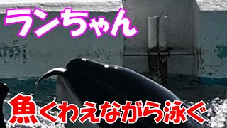 お魚をくわえながら泳ぐランちゃん『鴨川シーワールド』